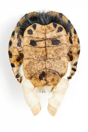 la force vulnérable