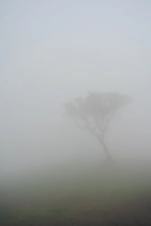 Fanal II